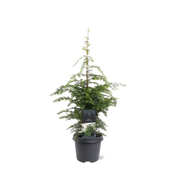 Tsuga canadensis