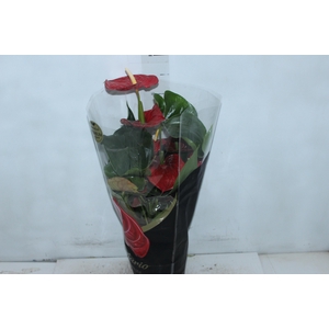 ANTHURIUM MICHIGAN P17 PREMIUM