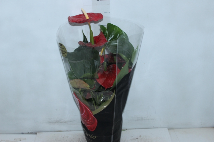 <h4>ANTHURIUM MICHIGAN P17 PREMIUM</h4>