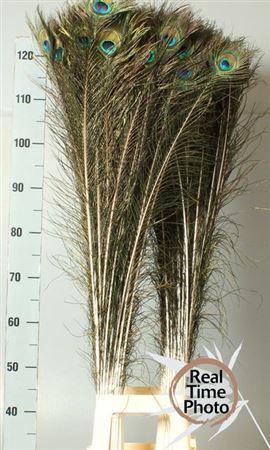 <h4>Pauwenveren H%</h4>