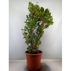 Crassula ovata