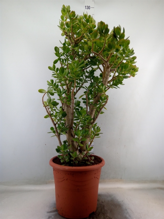 <h4>Crassula ovata</h4>