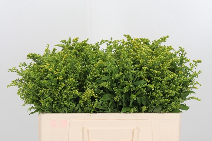 <h4>Soli Carzan Glory</h4>