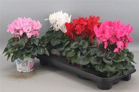 <h4>Cycl Gr Sup Xl</h4>