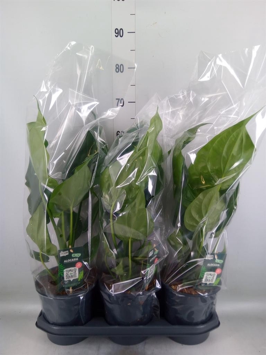 <h4>Alocasia cucullata</h4>