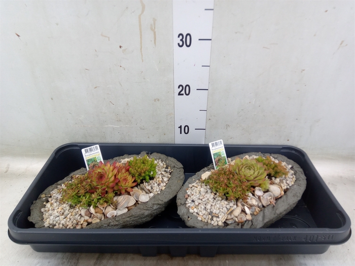 <h4>Arr.   Tuinplanten L%</h4>
