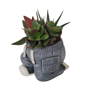 Arr.   Kamerplant Groen L%