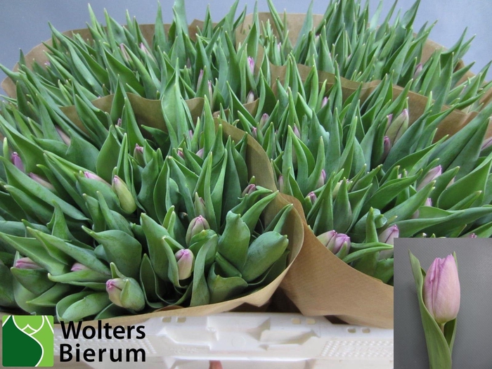 <h4>TU EN CANDY PRINCE</h4>