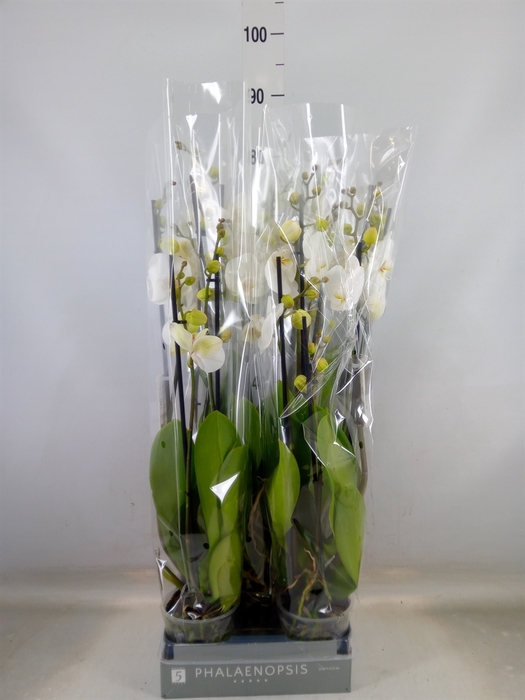 <h4>Phalaenopsis  'White World'</h4>