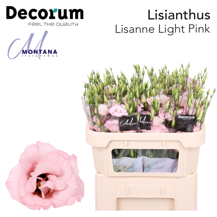 <h4>Lisianthus Lisanne light pink</h4>