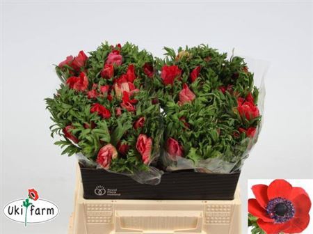 <h4>Anem Co Galil Rood</h4>