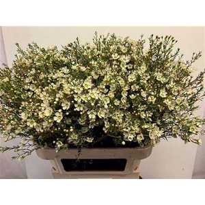 Chame Me Sirius White 80cm