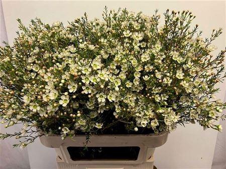 <h4>Chame Me Sirius White 80cm</h4>