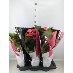 Anthurium andr. 'Maine'