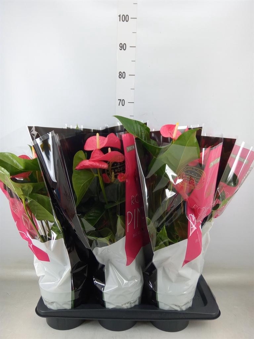 <h4>Anthurium andr. 'Maine'</h4>