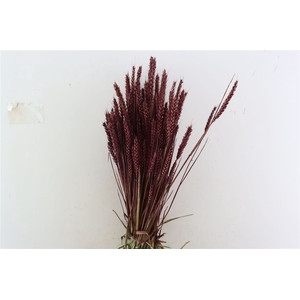 Dried Triticum X5 Aubergine Bunch