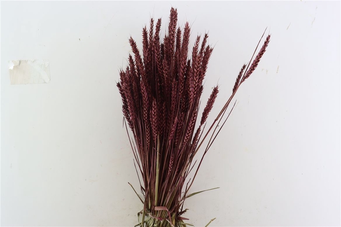 <h4>Dried Triticum X5 Aubergine Bunch</h4>