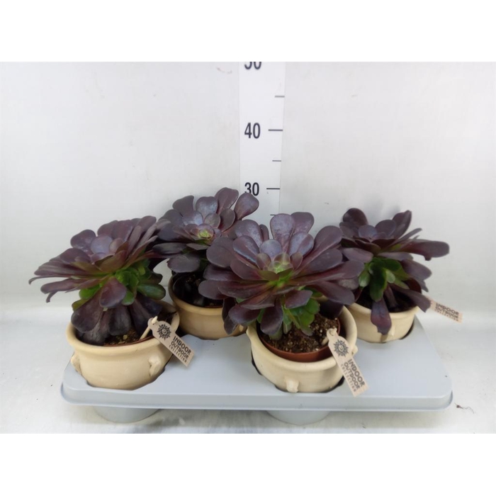 <h4>Aeonium arboreum 'Velours'</h4>