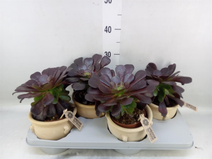 <h4>Aeonium arboreum 'Velours'</h4>
