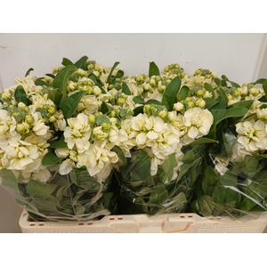 MATTH CENTUM CREAM