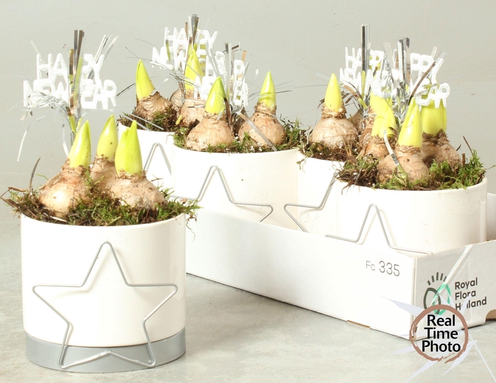 <h4>ARR HYACINTH</h4>