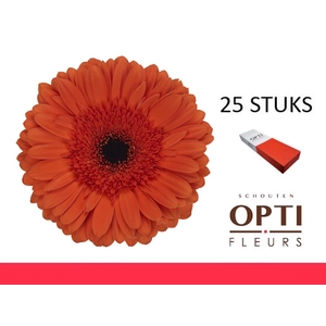 GE GR CAPELLA-Doosx25