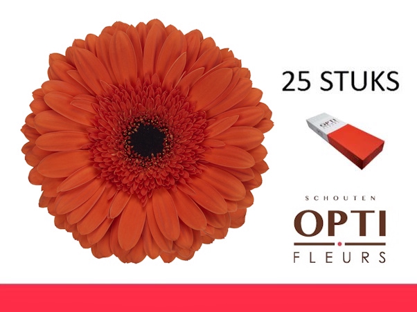 <h4>GE GR CAPELLA-Doosx25</h4>