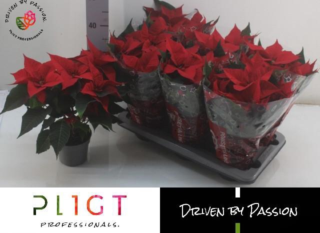 <h4>EUPHOR P CHR F RED</h4>