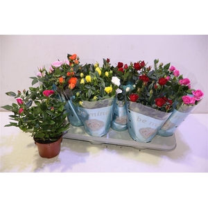 arr8 Ro B Monde Gem 7 Srt