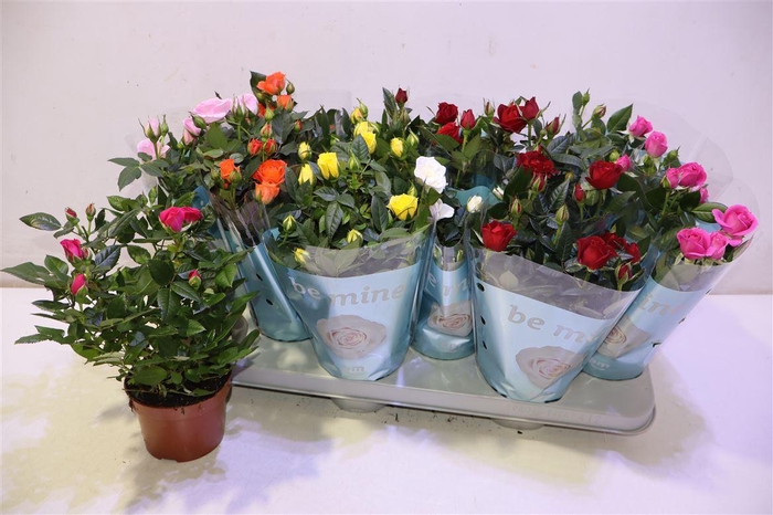 <h4>arr8 Ro B Monde Gem 7 Srt</h4>