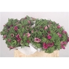 Anemone Mistral Fucsia