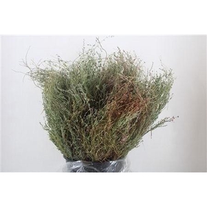 THYMUS CAPITATUS BS