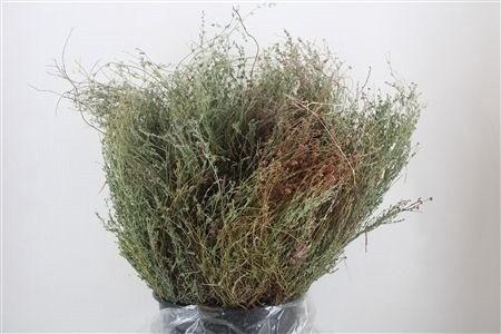 <h4>THYMUS CAPITATUS BS</h4>