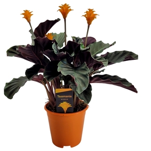 Calathea crocata 'Tassmania' 3-4 bl in oranje pot