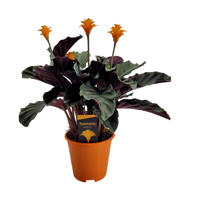 <h4>Calathea crocata 'Tassmania' 3-4 bl in oranje pot</h4>