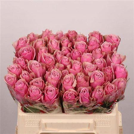 <h4>R Gr Athena Royale</h4>