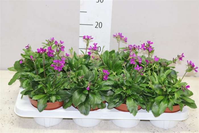 <h4>Arabis Ca Rosea</h4>