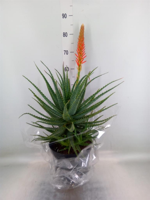 <h4>Aloe arborescens</h4>