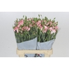 Dianthus Sp Symply Strike