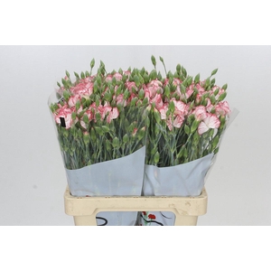 Dianthus Sp Symply Strike
