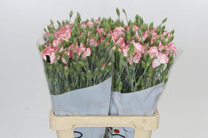 Dianthus Sp Symply Strike