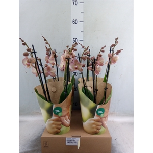 Phalaenopsis  'Ant Varese'