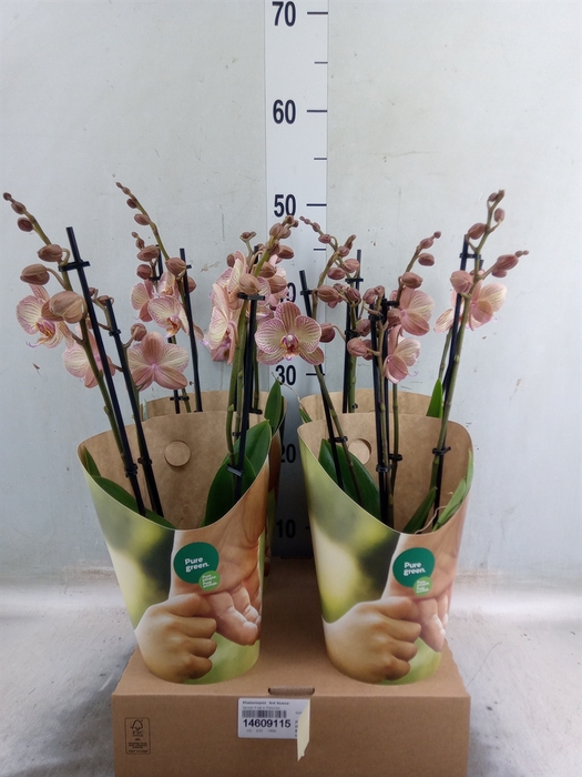 <h4>Phalaenopsis  'Ant Varese'</h4>