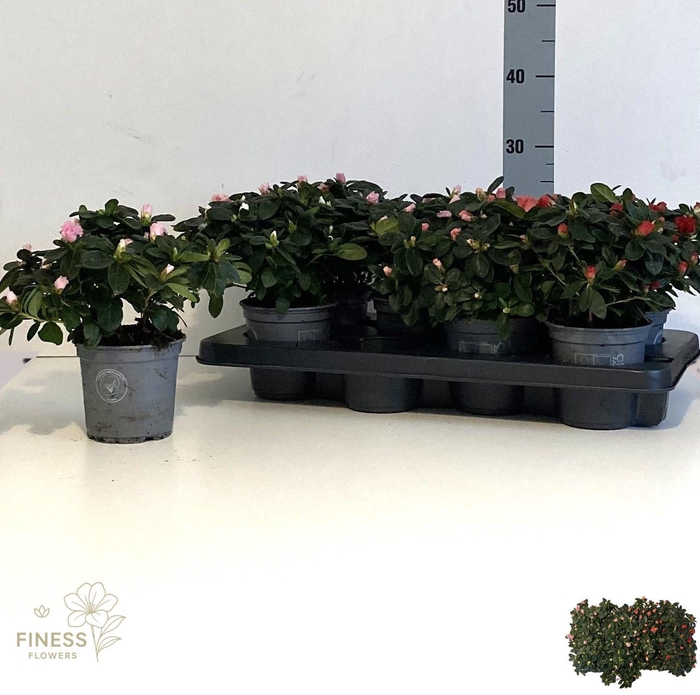 <h4>RHODO SI VOGEL GEM</h4>