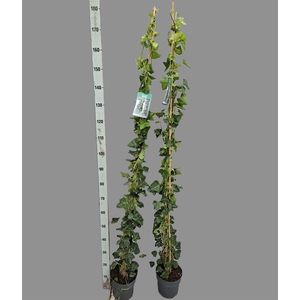 Hedera hibernica