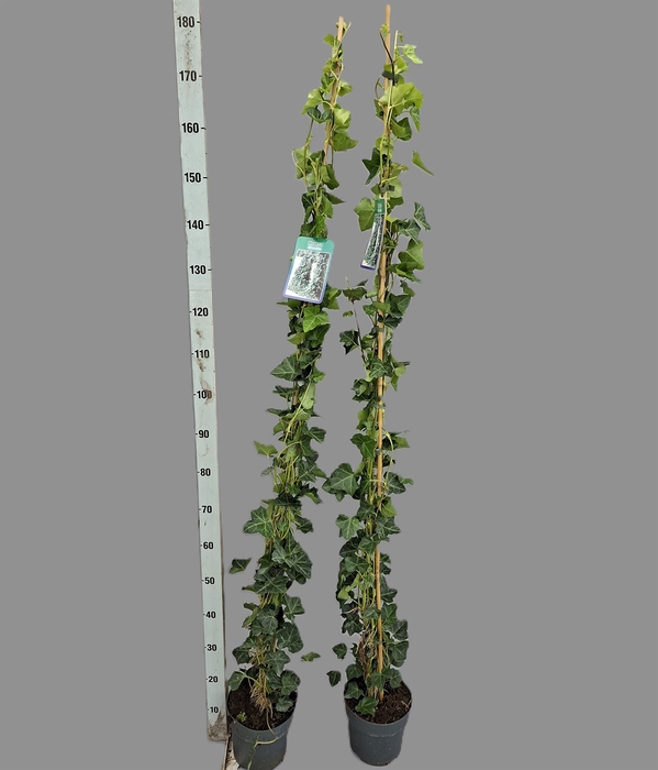 <h4>Hedera hibernica</h4>
