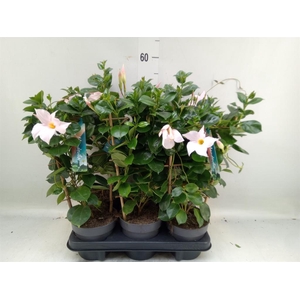 Mandevilla am. 'Sundav White'