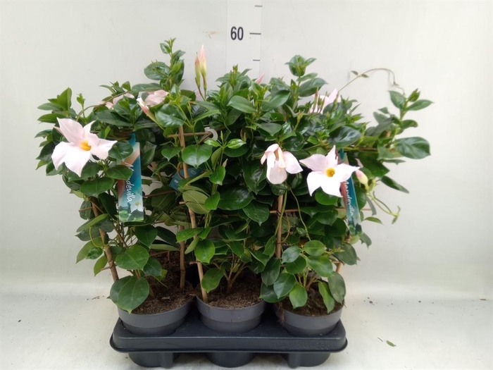 <h4>Mandevilla am. 'Sundav White'</h4>