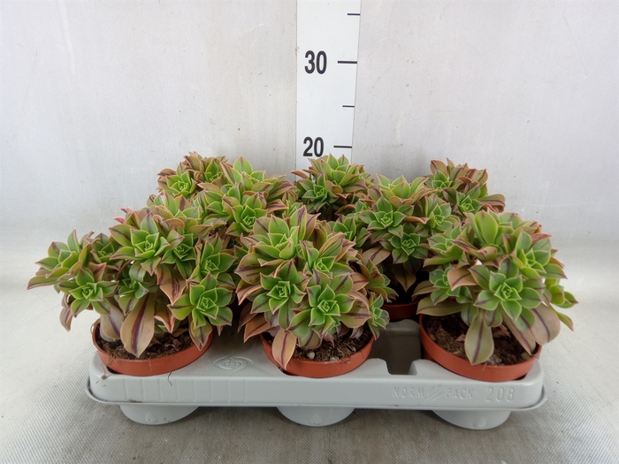 <h4>Aeonium   ...</h4>