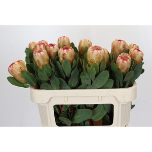 Protea Grandicolor
